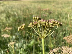 Ligusticum canbyi