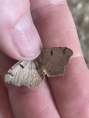 Dissomorphia australiaria