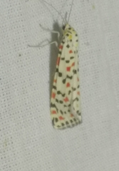 Utetheisa pulchella