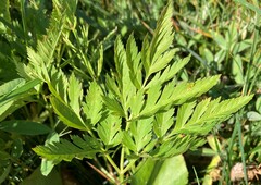 Ligusticum canbyi