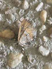 Dissomorphia australiaria