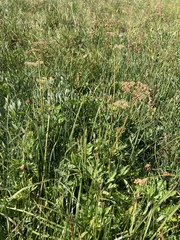 Ligusticum canbyi