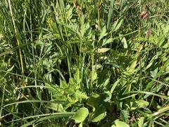 Ligusticum canbyi