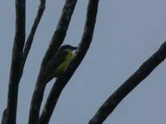 Megarynchus pitangua