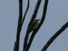 Megarynchus pitangua