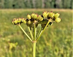 Ligusticum grayi