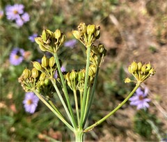 Ligusticum grayi