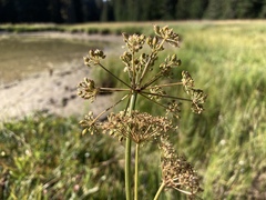 Ligusticum canbyi