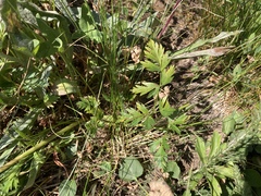 Ligusticum grayi