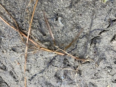 Potamogeton gramineus