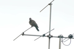 Streptopelia orientalis