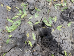 Potamogeton gramineus