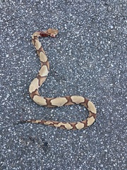 Agkistrodon contortrix