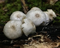 Clitocybula abundans