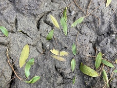 Potamogeton gramineus