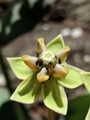 Asclepias elata