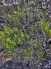 Acacia hakeoides
