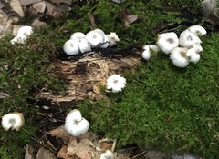 Clitocybula abundans