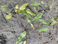 Potamogeton gramineus