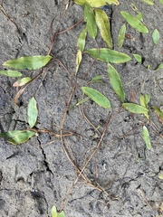 Potamogeton gramineus