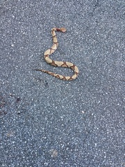 Agkistrodon contortrix