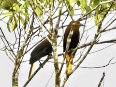 Psarocolius angustifrons