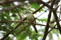 Myiopagis gaimardii