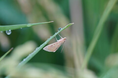 Pyraustini
