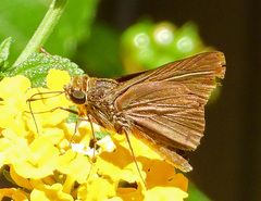 Euphyes vestris