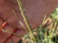 Cynodon dactylon