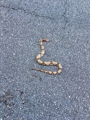 Agkistrodon contortrix