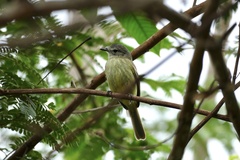 Myiopagis gaimardii