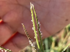 Cynodon dactylon