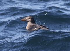 Cerorhinca monocerata