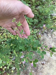 Lespedeza violacea