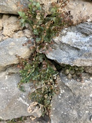 Asplenium ruta-muraria
