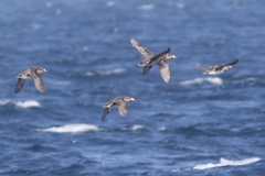 Cerorhinca monocerata