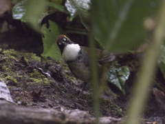 Arremon brunneinucha