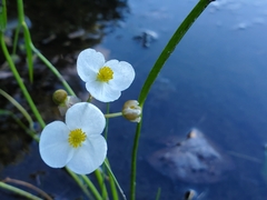 Sagittaria graminea