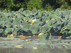 Nelumbo lutea