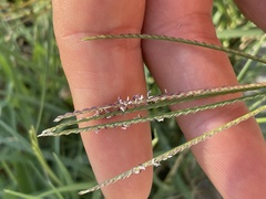 Cynodon dactylon