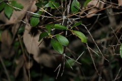 Trochocarpa laurina