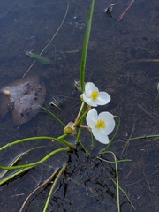 Sagittaria graminea