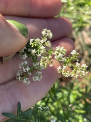 Galium