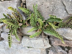 Asplenium ceterach