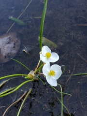 Sagittaria graminea
