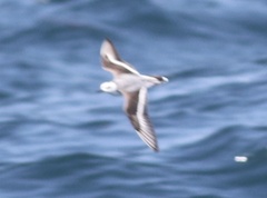 Phalaropus fulicarius