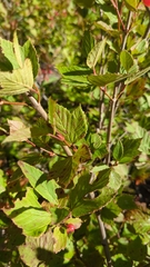Viburnum edule