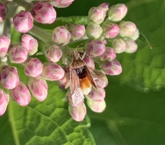 Coreoidea