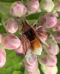 Coreoidea
